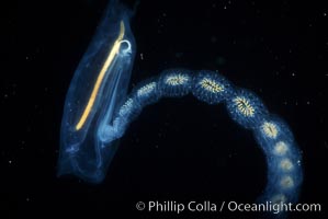 Salp (pelagic tunicate) reproduction, open ocean, Cyclosalpa affinis, San Diego, California