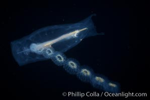 Salp (pelagic tunicate) reproduction, open ocean. San Diego, California, USA, Cyclosalpa affinis, natural history stock photograph, photo id 04696