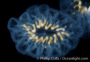 Salp (pelagic tunicate) bracelet composed of many individuals, open ocean. San Diego, California, USA, Cyclosalpa affinis, natural history stock photograph, photo id 04697