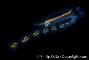 Salp (pelagic tunicate) reproduction, open ocean, Cyclosalpa affinis, San Diego, California