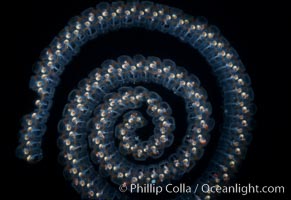 Salp (pelagic tunicate) chain, Pegea confoederata, San Diego, California