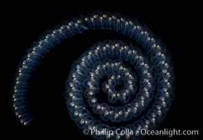 Salp (pelagic tunicate) chain, Pegea confoederata, San Diego, California