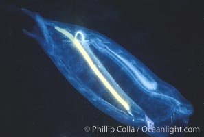 Salp (pelagic tunicate) reproduction, open ocean, Cyclosalpa affinis, San Diego, California