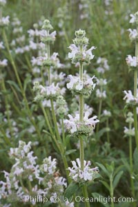 Black sage, Salvia mellifera, San Elijo Lagoon, Encinitas, California