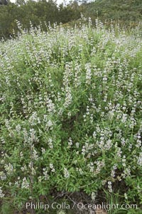 Black sage, Salvia mellifera, San Elijo Lagoon, Encinitas, California