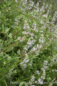 Black sage, Salvia mellifera, San Elijo Lagoon, Encinitas, California