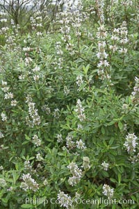 Black sage, Salvia mellifera, San Elijo Lagoon, Encinitas, California