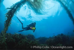 San Benito Islands, Baja California, Mexico, San Benito Islands (Islas San Benito)