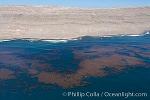 Kelp beds adorn the coastline of San Clemente Island, Macrocystis pyrifera