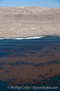 Kelp beds adorn the coastline of San Clemente Island, Macrocystis pyrifera