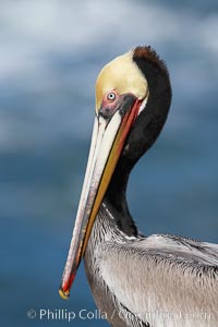 Brown pelican portrait, displaying winter breeding plumage with distinctive dark brown nape, yellow head feathers and red gular throat pouch, Pelecanus occidentalis, Pelecanus occidentalis californicus, La Jolla, California