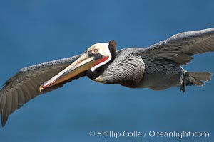 Brown pelican in flight.  The wingspan of the brown pelican is over 7 feet wide. The California race of the brown pelican holds endangered species status.  In winter months, breeding adults assume a dramatic plumage, Pelecanus occidentalis, Pelecanus occidentalis californicus, La Jolla