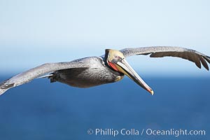 Brown pelican in flight.  The wingspan of the brown pelican is over 7 feet wide. The California race of the brown pelican holds endangered species status.  In winter months, breeding adults assume a dramatic plumage, Pelecanus occidentalis, Pelecanus occidentalis californicus, La Jolla