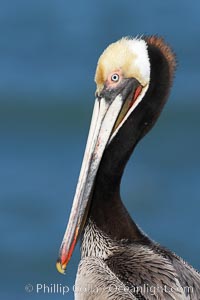 Brown pelican portrait, displaying winter breeding plumage with distinctive dark brown nape, yellow head feathers and red gular throat pouch, Pelecanus occidentalis, Pelecanus occidentalis californicus, La Jolla, California