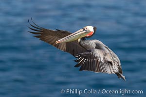 Brown pelican in flight.  The wingspan of the brown pelican is over 7 feet wide. The California race of the brown pelican holds endangered species status.  In winter months, breeding adults assume a dramatic plumage, Pelecanus occidentalis, Pelecanus occidentalis californicus, La Jolla