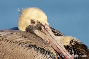 Brown pelican.  This large seabird has a wingspan over 7 feet wide. The California race of the brown pelican holds endangered species status, due largely to predation in the early 1900s and to decades of poor reproduction caused by DDT poisoning.  In winter months, breeding adults assume a dramatic plumage with brown neck, yellow and white head and bright red gular throat pouch, Pelecanus occidentalis, Pelecanus occidentalis californicus, La Jolla