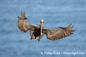 California brown pelican spreads its wings wide as it slows before landing on seacliffs, Pelecanus occidentalis, Pelecanus occidentalis californicus, La Jolla
