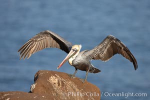 Brown pelican.  This large seabird has a wingspan over 7 feet wide. The California race of the brown pelican holds endangered species status, due largely to predation in the early 1900s and to decades of poor reproduction caused by DDT poisoning.  In winter months, breeding adults assume a dramatic plumage with brown neck, yellow and white head and bright red gular throat pouch, Pelecanus occidentalis, Pelecanus occidentalis californicus, La Jolla