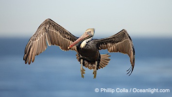 California brown pelican spreads its wings wide as it slows before landing on seacliffs, Pelecanus occidentalis, Pelecanus occidentalis californicus, La Jolla