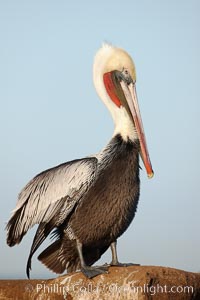 Brown pelican.  This large seabird has a wingspan over 7 feet wide. The California race of the brown pelican holds endangered species status, due largely to predation in the early 1900s and to decades of poor reproduction caused by DDT poisoning.  In winter months, breeding adults assume a dramatic plumage with brown neck, yellow and white head and bright red gular throat pouch, Pelecanus occidentalis, Pelecanus occidentalis californicus, La Jolla