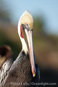 Brown pelican.  This large seabird has a wingspan over 7 feet wide. The California race of the brown pelican holds endangered species status, due largely to predation in the early 1900s and to decades of poor reproduction caused by DDT poisoning.  In winter months, breeding adults assume a dramatic plumage with brown neck, yellow and white head and bright red gular throat pouch, Pelecanus occidentalis, Pelecanus occidentalis californicus, La Jolla