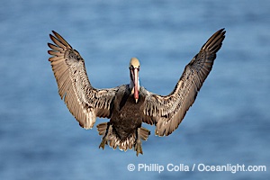California brown pelican spreads its wings wide as it slows before landing on seacliffs, Pelecanus occidentalis, Pelecanus occidentalis californicus, La Jolla
