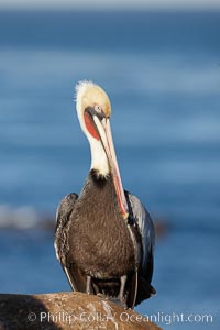 Brown pelican.  This large seabird has a wingspan over 7 feet wide. The California race of the brown pelican holds endangered species status, due largely to predation in the early 1900s and to decades of poor reproduction caused by DDT poisoning.  In winter months, breeding adults assume a dramatic plumage with brown neck, yellow and white head and bright red gular throat pouch, Pelecanus occidentalis, Pelecanus occidentalis californicus, La Jolla