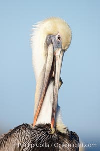 Brown pelican.  This large seabird has a wingspan over 7 feet wide. The California race of the brown pelican holds endangered species status, due largely to predation in the early 1900s and to decades of poor reproduction caused by DDT poisoning.  In winter months, breeding adults assume a dramatic plumage with brown neck, yellow and white head and bright red gular throat pouch, Pelecanus occidentalis, Pelecanus occidentalis californicus, La Jolla