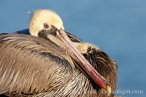 Brown pelican.  This large seabird has a wingspan over 7 feet wide. The California race of the brown pelican holds endangered species status, due largely to predation in the early 1900s and to decades of poor reproduction caused by DDT poisoning.  In winter months, breeding adults assume a dramatic plumage with brown neck, yellow and white head and bright red gular throat pouch, Pelecanus occidentalis, Pelecanus occidentalis californicus, La Jolla