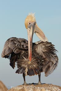 A brown pelican preening, reaching with its beak to the uropygial gland (preen gland) near the base of its tail. Preen oil from the uropygial gland is spread by the pelican's beak and back of its head to all other feathers on the pelican, helping to keep them water resistant and dry, Pelecanus occidentalis, Pelecanus occidentalis californicus, La Jolla, California