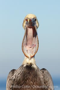 California brown pelican opening its large beak, Pelecanus occidentalis, Pelecanus occidentalis californicus, La Jolla