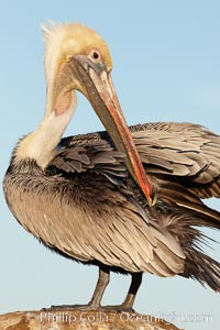 A brown pelican preening, reaching with its beak to the uropygial gland (preen gland) near the base of its tail. Preen oil from the uropygial gland is spread by the pelican's beak and back of its head to all other feathers on the pelican, helping to keep them water resistant and dry, Pelecanus occidentalis, Pelecanus occidentalis californicus, La Jolla, California