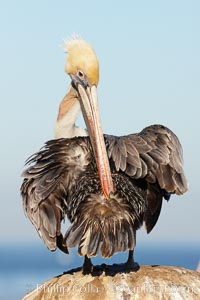 A brown pelican preening, reaching with its beak to the uropygial gland (preen gland) near the base of its tail. Preen oil from the uropygial gland is spread by the pelican's beak and back of its head to all other feathers on the pelican, helping to keep them water resistant and dry, Pelecanus occidentalis, Pelecanus occidentalis californicus, La Jolla, California