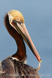 Brown pelican preening, cleaning its feathers after foraging on the ocean, with distinctive winter breeding plumage with distinctive dark brown nape, yellow head feathers and red gular throat pouch.