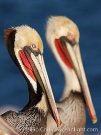 Brown pelican portrait, displaying winter breeding plumage with distinctive dark brown nape, yellow head feathers and red gular throat pouch.