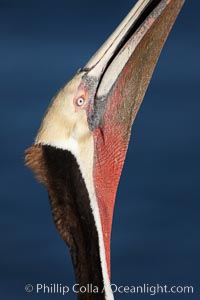 A brown pelican stretches its throat, seen here in distinctive mating coloration of red and olive, to keep it flexible and dislodge any prey that may be still in its throat pouch, Pelecanus occidentalis, Pelecanus occidentalis californicus, La Jolla, California