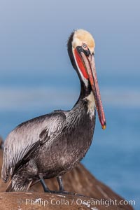 Brown pelican, winter adult breeding plumage, showing bright red gular pouch and dark brown hindneck plumage of breeding adults. This large seabird has a wingspan over 7 feet wide. The California race of the brown pelican holds endangered species status, due largely to predation in the early 1900s and to decades of poor reproduction caused by DDT poisoning
