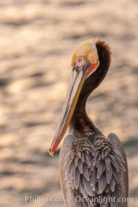 Brown pelican, golden sunrise light, winter adult breeding plumage, showing bright red gular pouch and dark brown hindneck plumage of breeding adults. This large seabird has a wingspan over 7 feet wide. The California race of the brown pelican holds endangered species status, due largely to predation in the early 1900s and to decades of poor reproduction caused by DDT poisoning, Pelecanus occidentalis, Pelecanus occidentalis californicus, La Jolla