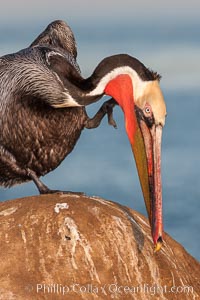 Brown pelican, winter adult breeding plumage, showing bright red gular pouch and dark brown hindneck plumage of breeding adults. This large seabird has a wingspan over 7 feet wide. The California race of the brown pelican holds endangered species status, due largely to predation in the early 1900s and to decades of poor reproduction caused by DDT poisoning, Pelecanus occidentalis, Pelecanus occidentalis californicus, La Jolla