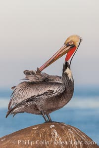 Brown pelican, winter adult breeding plumage, showing bright red gular pouch and dark brown hindneck plumage of breeding adults. This large seabird has a wingspan over 7 feet wide. The California race of the brown pelican holds endangered species status, due largely to predation in the early 1900s and to decades of poor reproduction caused by DDT poisoning, Pelecanus occidentalis, Pelecanus occidentalis californicus, La Jolla