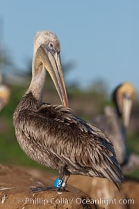 Brown pelican, juvenile with blue and gray identification bands on its legs. These tags aid scientists in understanding how the birds travel and recover if they have been rehabilitated. This large seabird has a wingspan over 7 feet wide. The California race of the brown pelican holds endangered species status, due largely to predation in the early 1900s and to decades of poor reproduction caused by DDT poisoning, Pelecanus occidentalis, Pelecanus occidentalis californicus, La Jolla