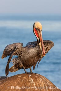 Brown pelican, winter adult breeding plumage, showing bright red gular pouch and dark brown hindneck plumage of breeding adults. This large seabird has a wingspan over 7 feet wide. The California race of the brown pelican holds endangered species status, due largely to predation in the early 1900s and to decades of poor reproduction caused by DDT poisoning, Pelecanus occidentalis, Pelecanus occidentalis californicus, La Jolla