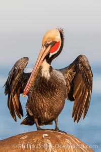 Brown pelican, winter adult breeding plumage, showing bright red gular pouch and dark brown hindneck plumage of breeding adults. This large seabird has a wingspan over 7 feet wide. The California race of the brown pelican holds endangered species status, due largely to predation in the early 1900s and to decades of poor reproduction caused by DDT poisoning, Pelecanus occidentalis, Pelecanus occidentalis californicus, La Jolla