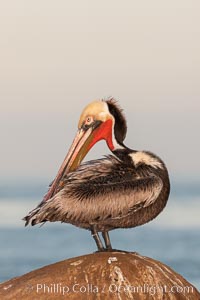 Brown pelican, winter adult breeding plumage, showing bright red gular pouch and dark brown hindneck plumage of breeding adults. This large seabird has a wingspan over 7 feet wide. The California race of the brown pelican holds endangered species status, due largely to predation in the early 1900s and to decades of poor reproduction caused by DDT poisoning, Pelecanus occidentalis, Pelecanus occidentalis californicus, La Jolla