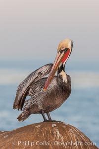 Brown pelican, winter adult breeding plumage, showing bright red gular pouch and dark brown hindneck plumage of breeding adults. This large seabird has a wingspan over 7 feet wide. The California race of the brown pelican holds endangered species status, due largely to predation in the early 1900s and to decades of poor reproduction caused by DDT poisoning, Pelecanus occidentalis, Pelecanus occidentalis californicus, La Jolla