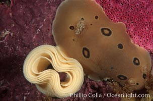 Dorid nudibranch with eggs, San Diego, Diaulula sandiegensis