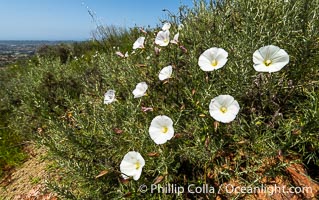 San Diego Morning Glory (Calystegia macrostegia tenuifolia), Rancho La Costa, Carlsbad