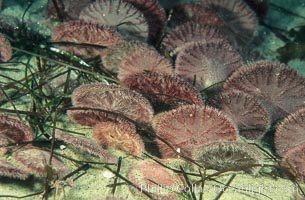 Sand dollars, Dendraster excentricus, La Jolla, California