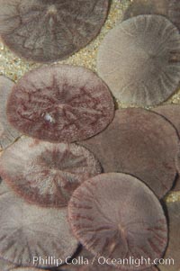 Sand dollars, Dendraster excentricus