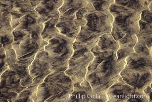 Sand ripples. Del Mar, California.